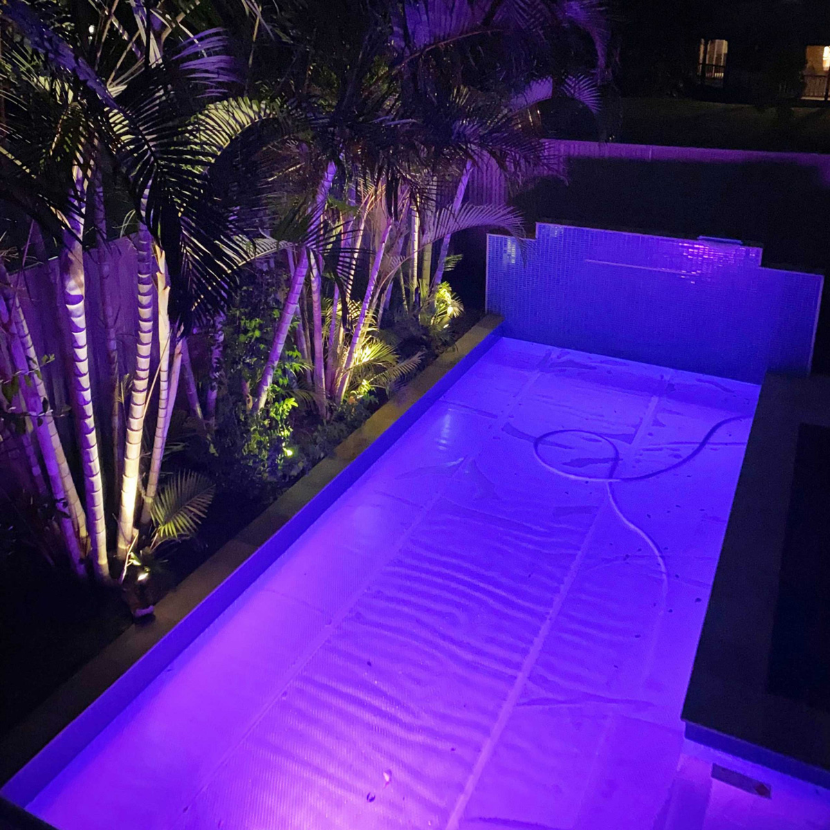 Daisy Cover Night
